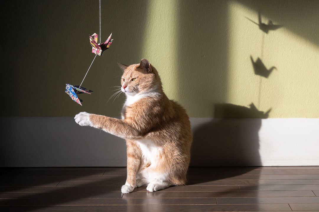 purrfect play & style